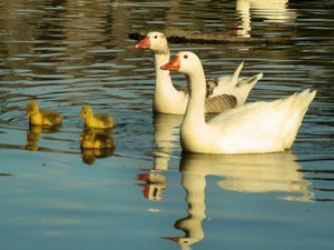 Paseo Isla de los Patos