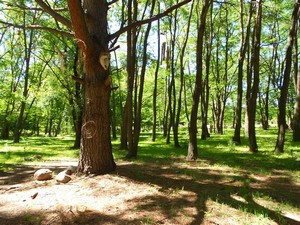 El Bosque Camping